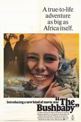 the bushbaby