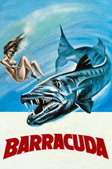 barracuda