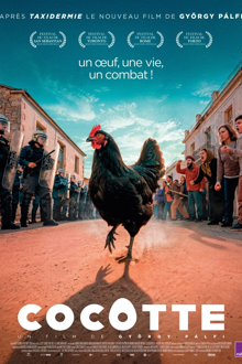 Cocotte