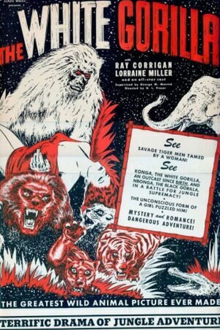 the white gorilla