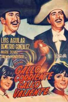 gallo corriente, gallo valiente