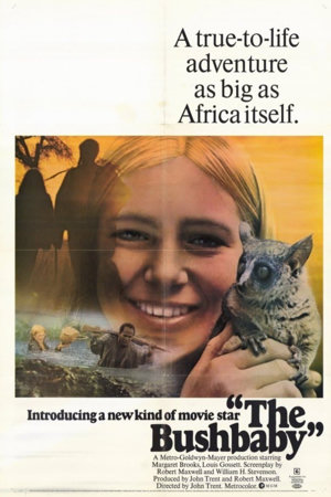 the bushbaby