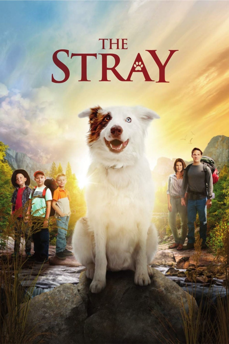 the stray